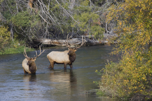 Bull elk crossing Poster Print by Ken Archer - Item # VARPDDNA02KAR1053 Bull elk crossing Poster Print by Ken Archer - Item # VARPDDNA02KAR1053