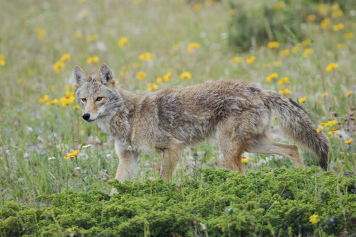 Coyote late spring Poster Print by Ken Archer - Item # VARPDDCN01KAR0083