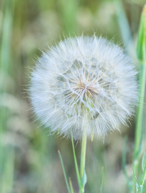 Dandelion. Poster Print by Stuart Westmorland