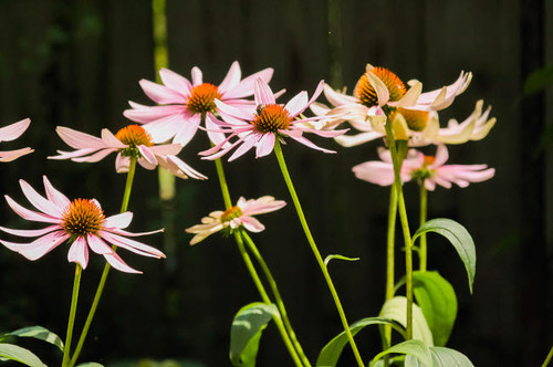 Purple coneflowers Poster Print by Anna Miller (24 x 18) # NA01AMI0556