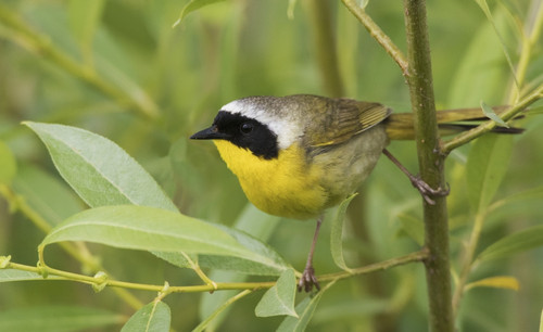 Common yellowthroat Poster Print by Ken Archer