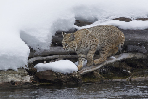 Bobcat stalking prey Poster Print by Ken Archer