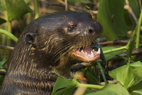 Giant otter close-up Poster Print by Ken Archer