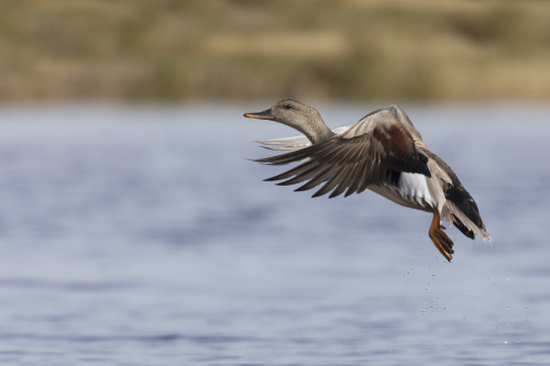 Gadwall drake flying Poster Print by Ken Archer - Item # VARPDDNA02KAR0873