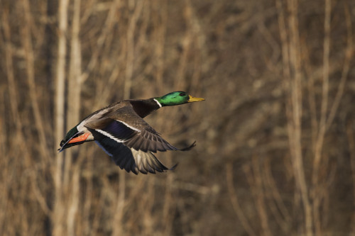 Mallard drake flying Poster Print by Ken Archer