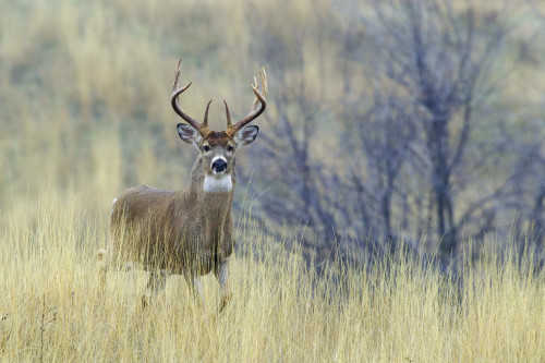 White-tail deer buck Poster Print by Ken Archer - Item # VARPDDNA02KAR1107