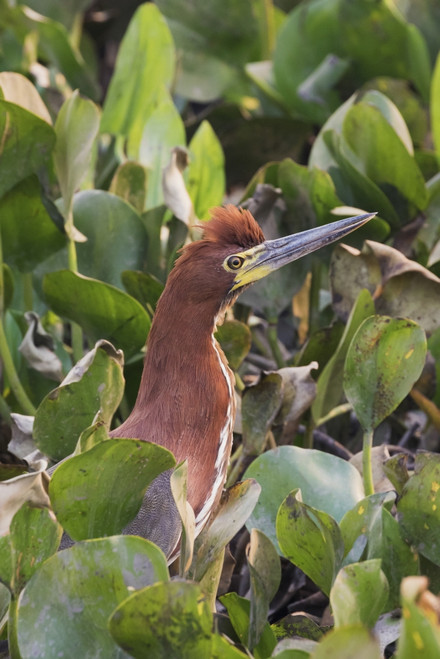 Tiger rufescent heron Poster Print by Ken Archer - Item # VARPDDNA02KAR0846