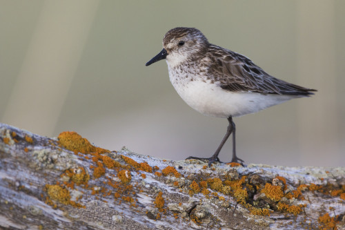 Semipalmated sandpiper Poster Print by Ken Archer - Item # VARPDDNA02KAR0907