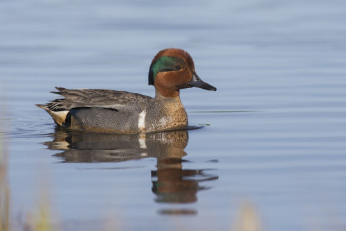 Green-winged teal drake Poster Print by Ken Archer - Item # VARPDDUS02KAR0279