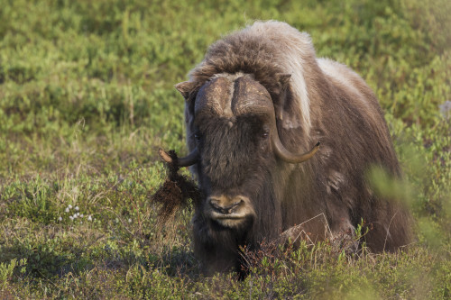 Muskox, dominating male Poster Print by Ken Archer - Item # VARPDDUS02KAR0286