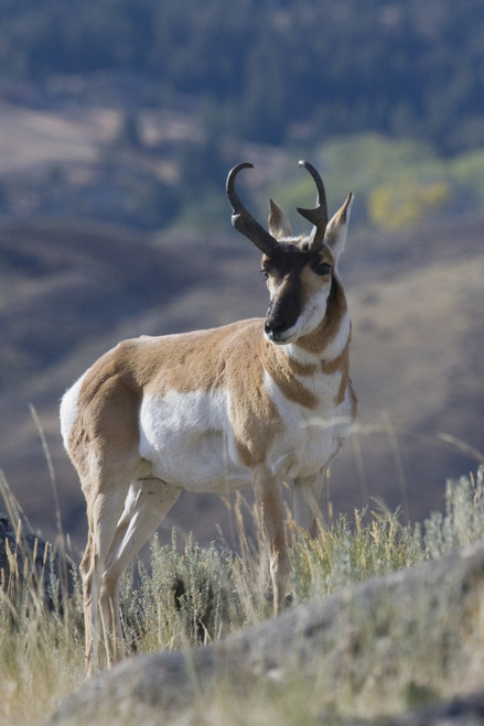 Pronghorn antelope buck Poster Print by Ken Archer - Item # VARPDDUS27KAR0167