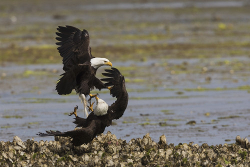Bald Eagle pair fighting Poster Print by Ken Archer