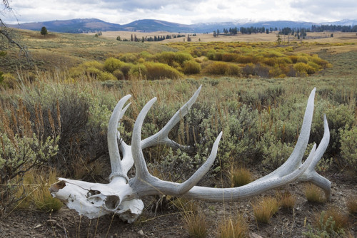 Rocky Mountain elk skull Poster Print by Ken Archer