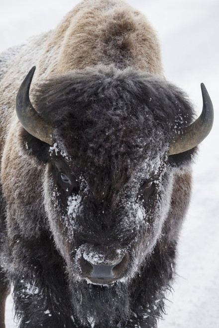 USA, Yellowstone, bison. Poster Print by Ken Archer