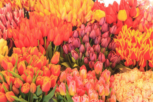 Tulips for sale. Poster Print by Stuart Westmorland