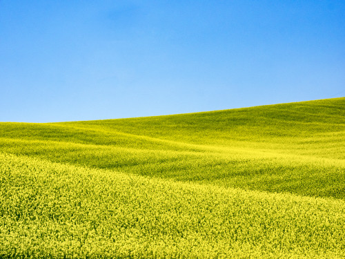 Canola field in Spring Poster Print by Terry Eggers - Item # VARPDDUS48TEG1155