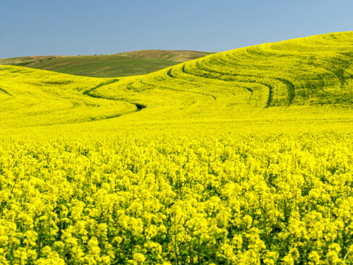 Canola field in Spring Poster Print by Terry Eggers - Item # VARPDDUS48TEG1172