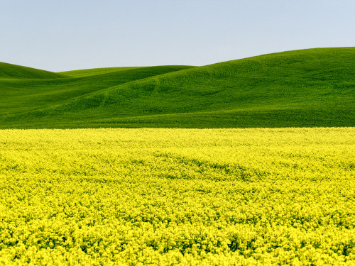 Canola field in Spring Poster Print by Terry Eggers - Item # VARPDDUS48TEG1173