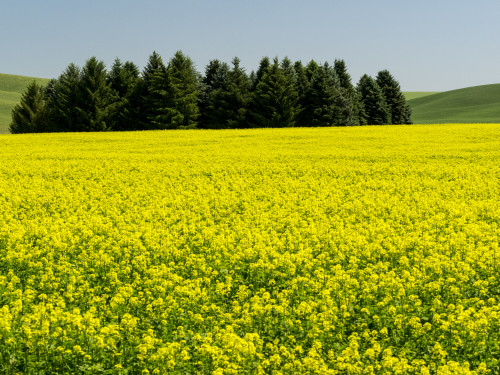 Canola field in Spring Poster Print by Terry Eggers