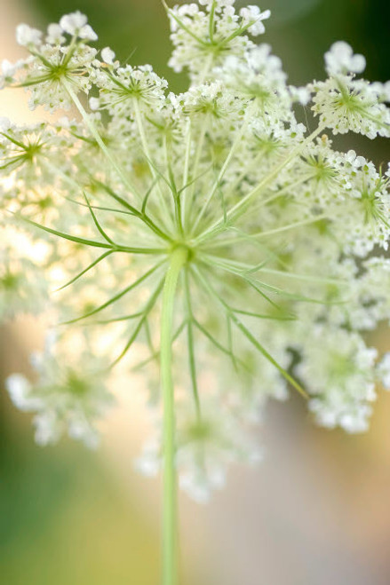 Queen Anne's lace flower Poster Print by Anna Miller (18 x 24) # NA01AMI0444