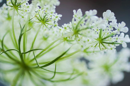 Queen Anne's lace flower Poster Print by Anna Miller (24 x 18) # NA01AMI0466