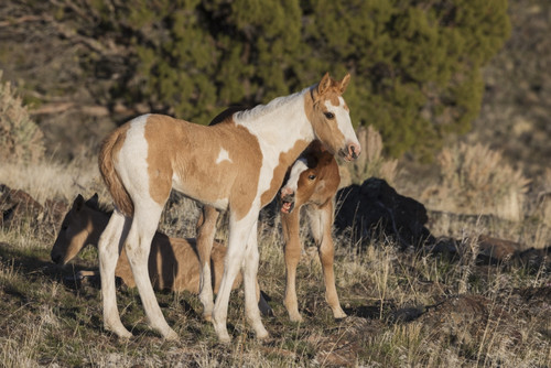 Young playful wild horses Poster Print by Ken Archer