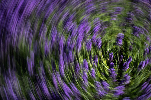Abstract of lavender Poster Print by George Theodore (24 x 18) # US48GTH0025 Abstract of lavender Poster Print by George Theodore (24 x 18) # US48GTH0025