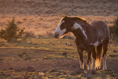 Wild horse at mineral lick Poster Print by Ken Archer