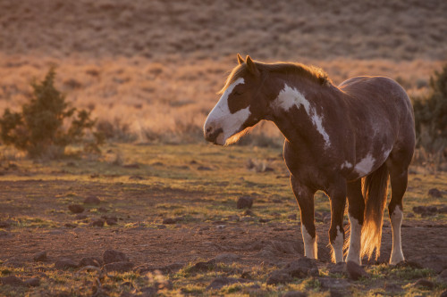 Wild horse at mineral lick Poster Print by Ken Archer - Item # VARPDDNA02KAR1102