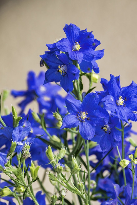 Blue Delphinium, USA Poster Print by Lisa Engelbrecht - Item # VARPDDUS10LEN1037
