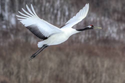 Red-crowned crane flying Poster Print by Darrell Gulin