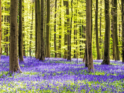 Spring in the Blue Forest Poster Print by Terry Eggers - Item # VARPDDEU04TEG0050