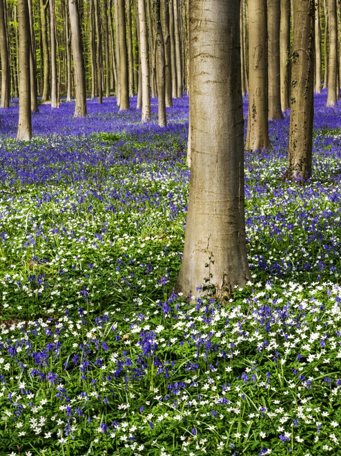Spring in the Blue Forest Poster Print by Terry Eggers - Item # VARPDDEU04TEG0053
