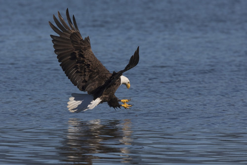 Bald Eagle going after prey Poster Print by Ken Archer