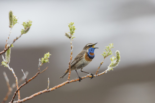 Bluethroat territorial song Poster Print by Ken Archer - Item # VARPDDUS02KAR0288