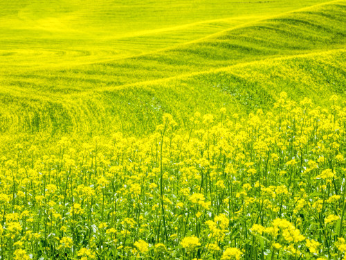 Patterns in canola fields Poster Print by Terry Eggers - Item # VARPDDUS48TEG1181