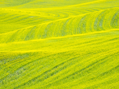 Patterns in canola fields Poster Print by Terry Eggers