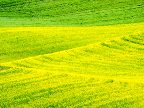 Patterns in canola fields Poster Print by Terry Eggers - Item # VARPDDUS48TEG1183