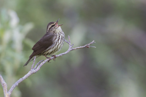 Northern waterthrush singing Poster Print by Ken Archer - Item # VARPDDNA02KAR0904