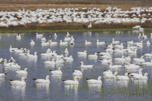 Ross's geese, migration stop Poster Print by Ken Archer - Item # VARPDDNA02KAR0983