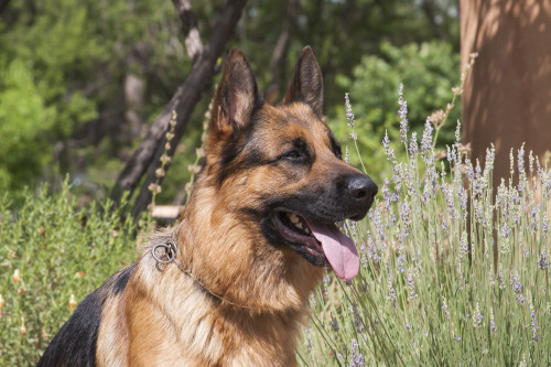 German Shepherd  Poster Print by Zandria Muench Beraldo - Item # VARPDDNA02ZMU1019 German Shepherd  Poster Print by Zandria Muench Beraldo - Item # VARPDDNA02ZMU1019