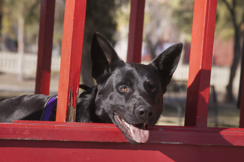 German Shepherd  Poster Print by Zandria Muench Beraldo - Item # VARPDDNA02ZMU1072