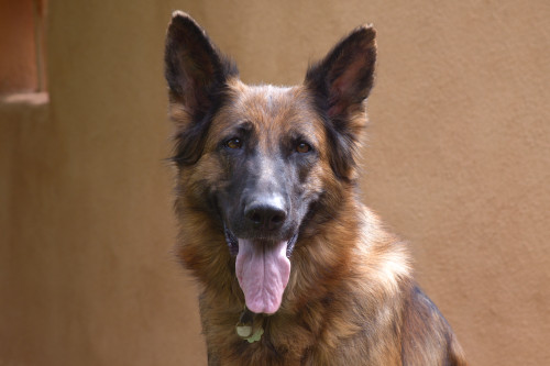 German Shepherd  Poster Print by Zandria Muench Beraldo - Item # VARPDDUS32ZMU0185