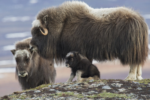 Muskox mother with young calf Poster Print by Ken Archer