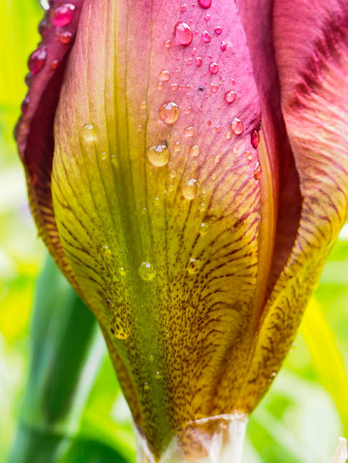 Iris bud covered with water Poster Print by Julie Eggers (18 x 24) # US39JEG0061