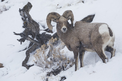 Bighorn sheep ram, winter storm Poster Print by Ken Archer - Item # VARPDDNA02KAR0944