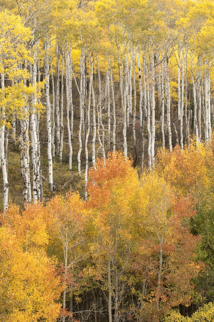 USA, Colorado, Fall colors Poster Print by George Theodore - Item # VARPDDUS06GTH0009 USA, Colorado, Fall colors Poster Print by George Theodore - Item # VARPDDUS06GTH0009