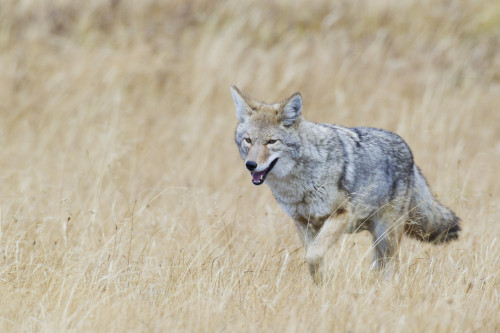 Coyote in autumn mountain meadow Poster Print by Ken Archer - Item # VARPDDNA02KAR1039