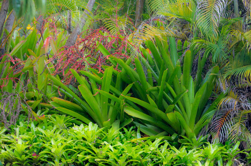 McBryde Garden, Kauai, Hawaii Poster Print by Darrell Gulin (24 x 18) # US12DGU0197