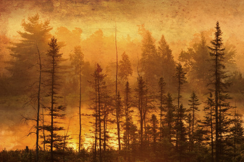 Canada. Trees in morning fog. Poster Print by Jaynes Gallery - Item # VARPDDNA01BJY0000 Canada. Trees in morning fog. Poster Print by Jaynes Gallery - Item # VARPDDNA01BJY0000